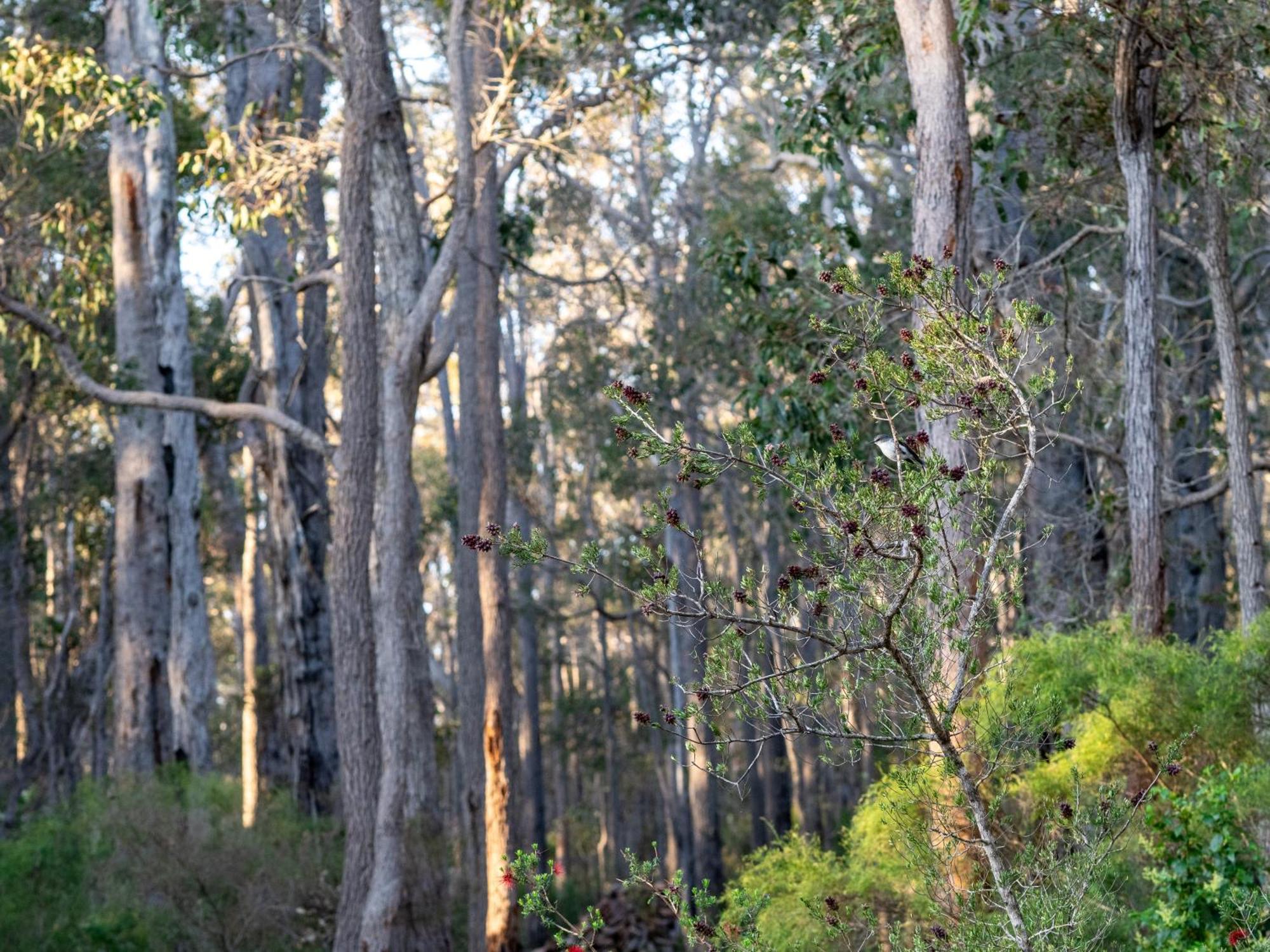 Rosa Glen Jarrah Grove Forest Retreat - Adults Only Luxury Chalet מראה חיצוני תמונה